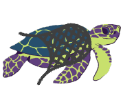 sea_turtle